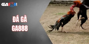 Đá Gà GA888 - Sảnh Cược Chuẩn Cho Anh Em Đam Mê